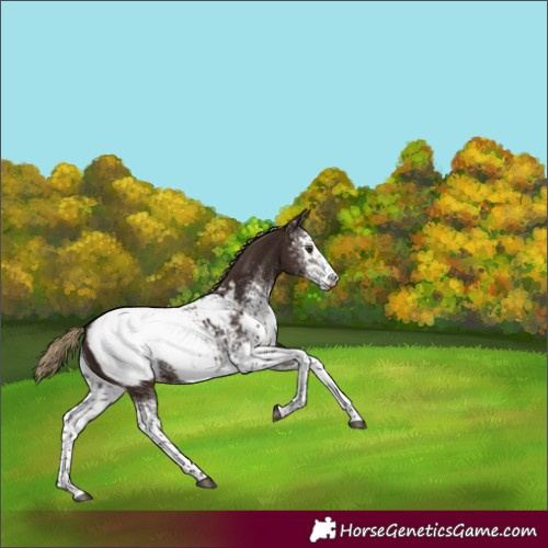 Horse Color:White Spotted Liver Chestnut Tobiano Appaloosa 
