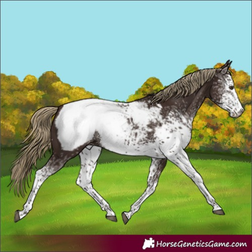 Horse Color:White Spotted Liver Chestnut Tobiano Snowcap 