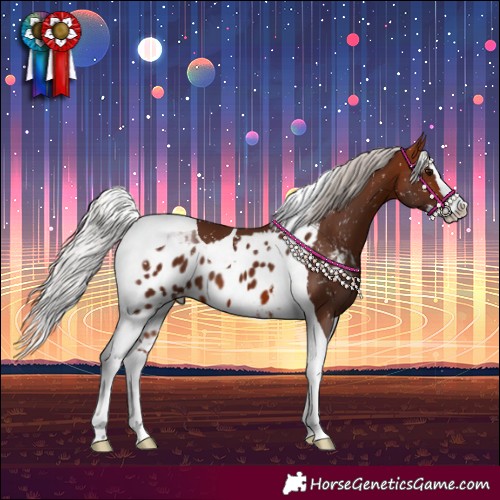 Horse Color:Silver Bay Splash Tobiano Skewed Appaloosa