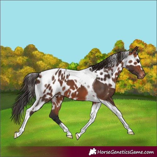 Horse Color:Bay Tobiano Skewed LP Spotted