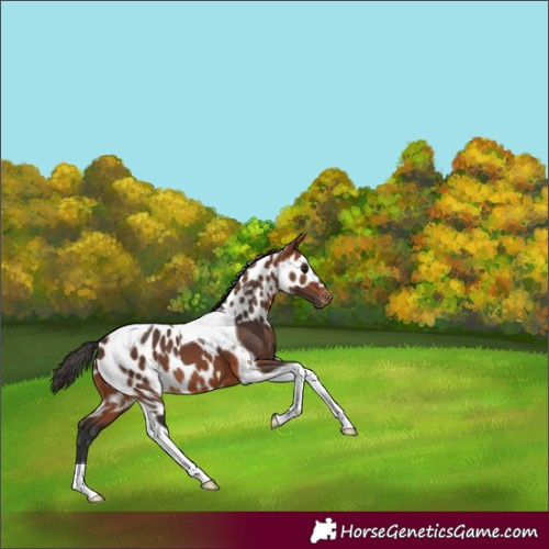 Horse Color:Bay Tobiano Skewed Appaloosa 