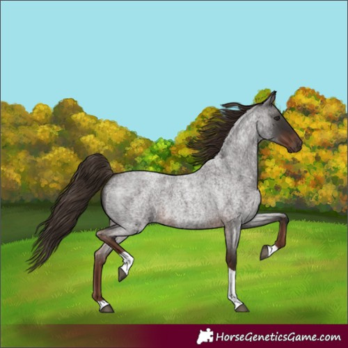 Horse Color:Unknown 