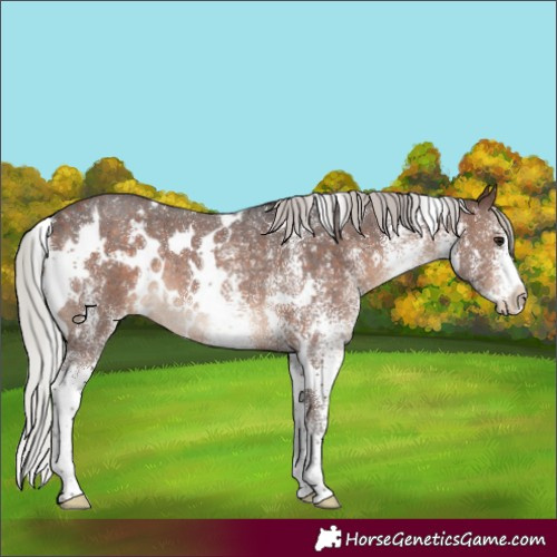 Horse Color:White Spotted Silver Brown Rabicano