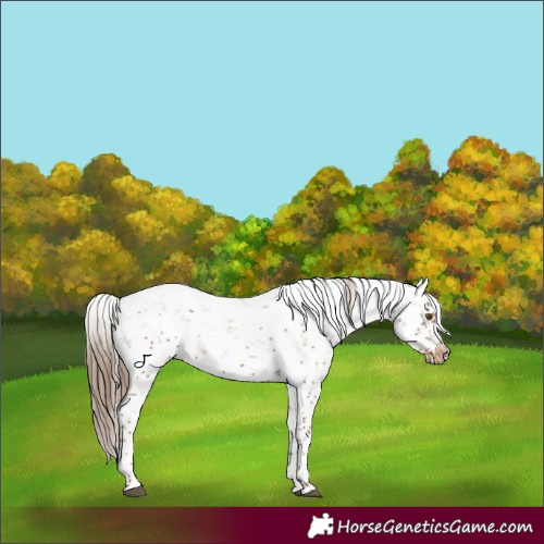 Horse Color:Brown Pearl Sabino Frame