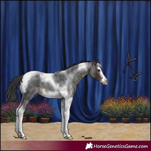 Horse Color:Brown Roan Splash Tobiano Frame 