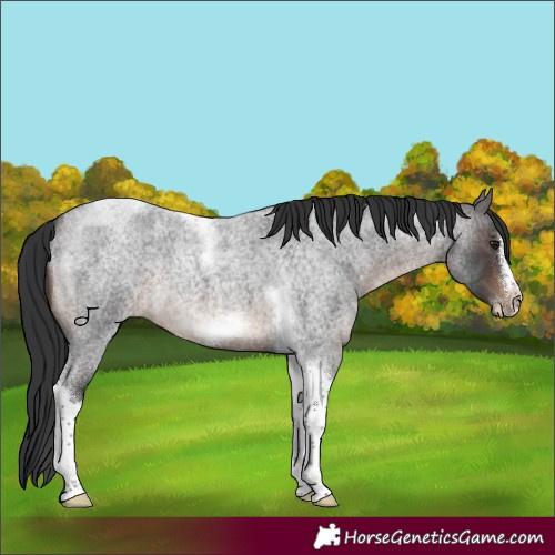 Horse Color:Brown Roan Tobiano Frame