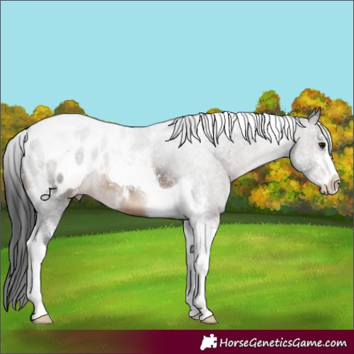 Horse Color:Brown Sabino Tobiano Blanket