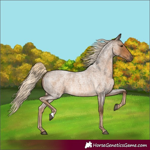 Horse Color:Chocolate Palomino Roan