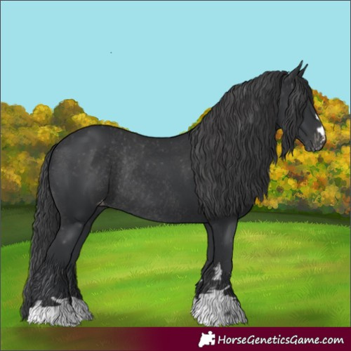 Horse Color:Black Appaloosa Rabicano 