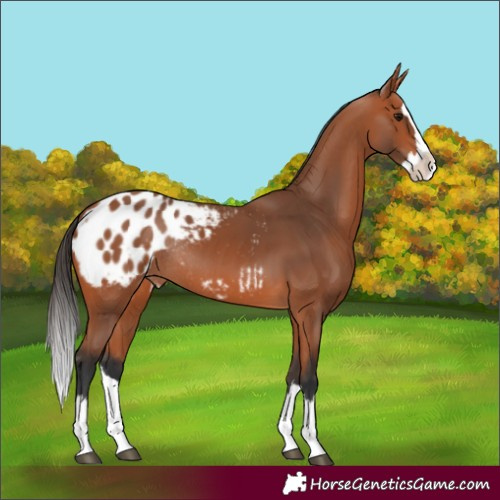 Horse Color:Bay Splash Appaloosa Rabicano 