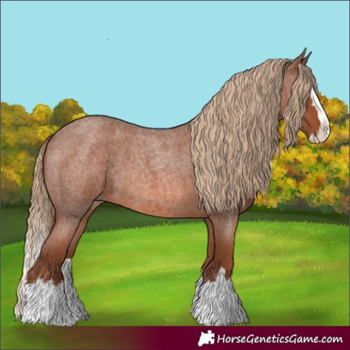 Horse Color:Red Roan Splash 