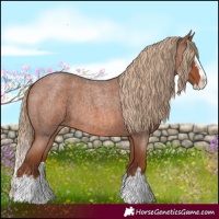 Horse Color:Red Roan Splash 
