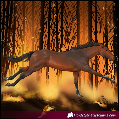 Horse Color:Bay 