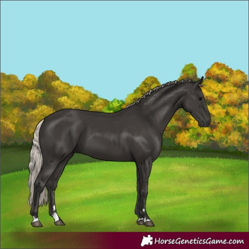 Horse Color:Gray Silver Black 
