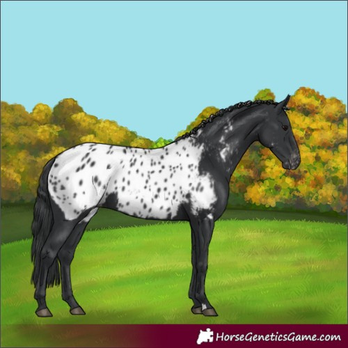 Horse Color:Black Appaloosa