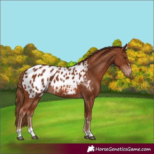 Horse Color:Chestnut Appaloosa