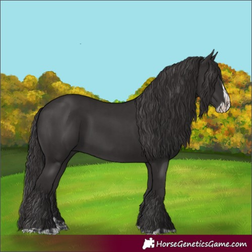 Horse Color:Smoky Black and Smoky Black Splash