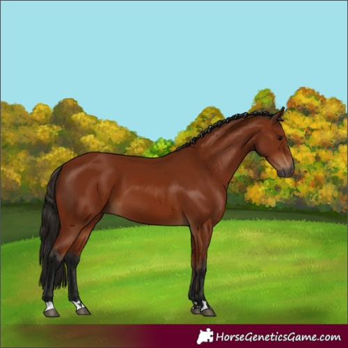 Horse Color:Gray Bay 