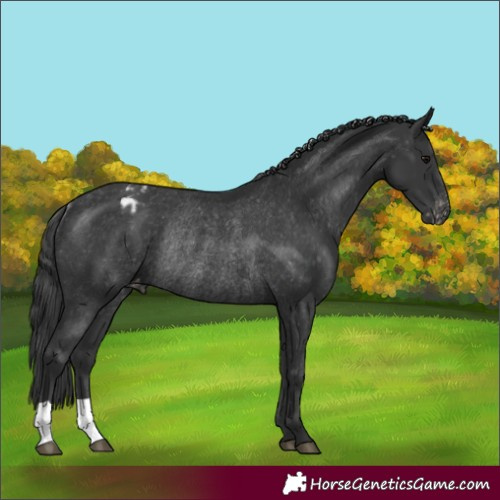 Horse Color:Black Appaloosa Rabicano