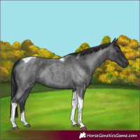 Horse Color:Blue Roan Tobiano