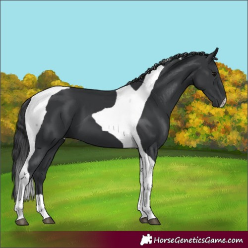 Horse Color:Black Tobiano
