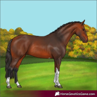 Horse Color:Bay Tobiano Rabicano