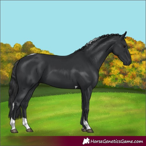 Horse Color:Unknown 