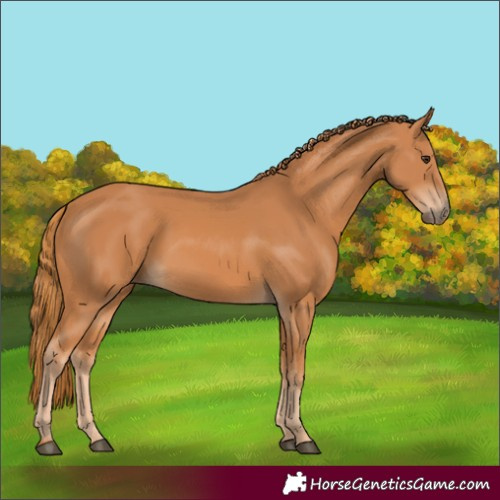 Horse Color:Unknown 