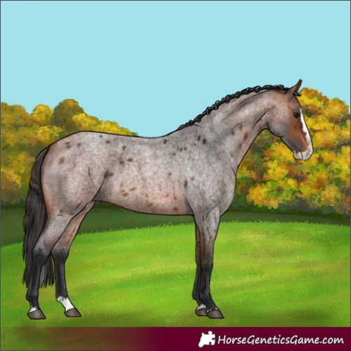 Horse Color:Unknown 