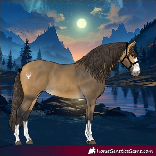Horse Color:Buckskin 