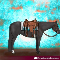 Horse Color:Smoky Black 