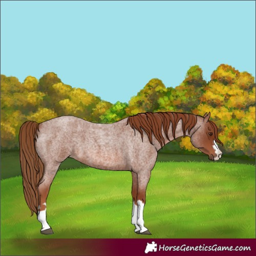 Horse Color:Red Roan