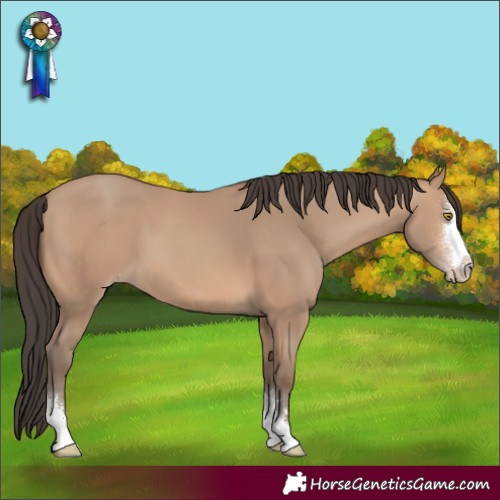 Horse Color:Amber Champagne Sabino 