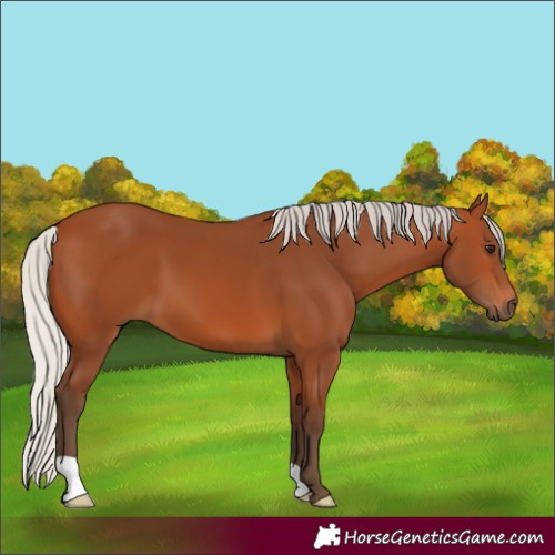 Horse Color:Silver Bay 