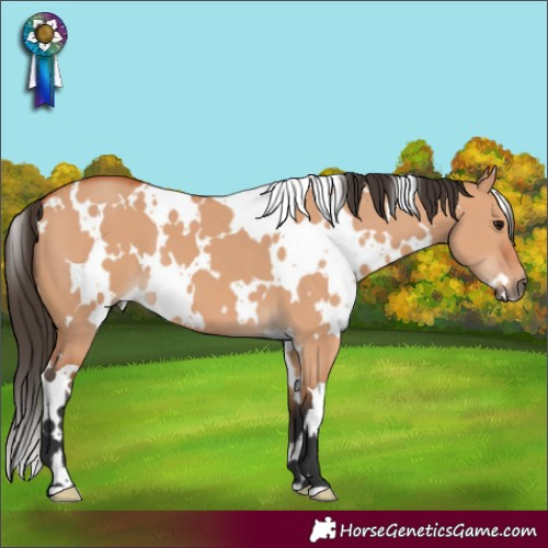 Horse Color:White Spotted Bay Dun