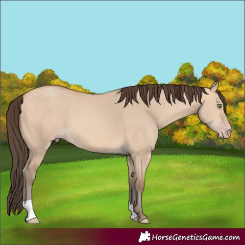 Horse Color:Amber Champagne Dun