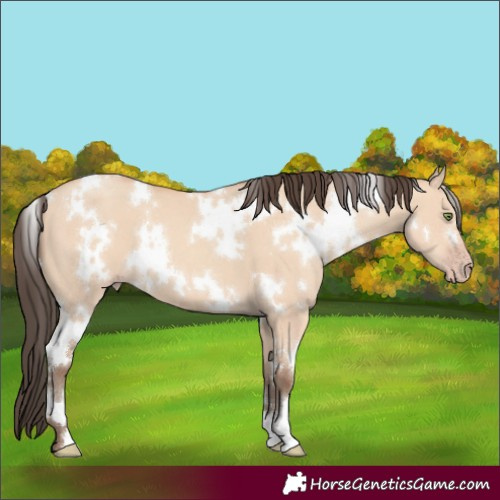 Horse Color:White Spotted Amber Champagne Dun
