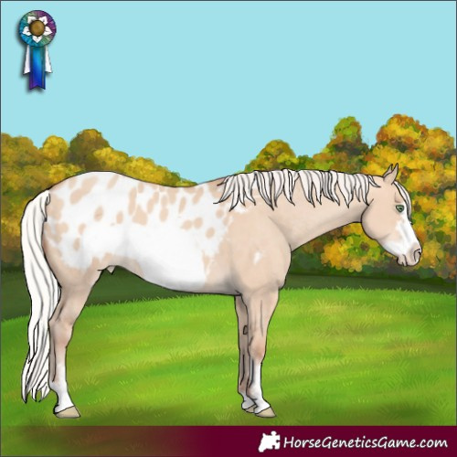 Horse Color:Silver Amber Champagne Dun Sabino Frame Appaloosa