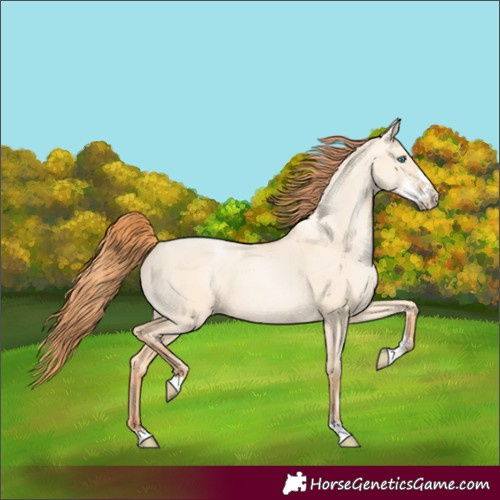 Horse Color:Amber Champagne Pearl Dun Sabino Rabicano