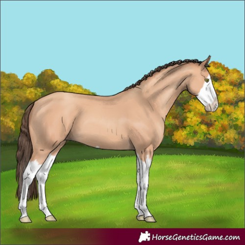 Horse Color:Amber Champagne Splash 