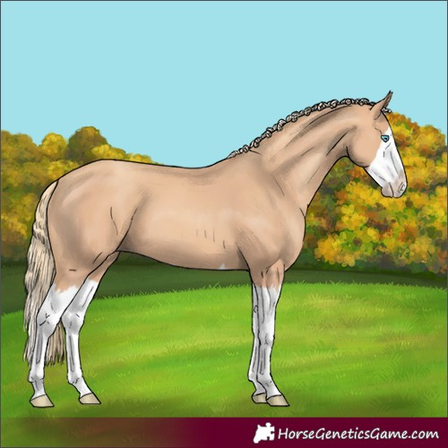 Horse Color:Gold Champagne Splash