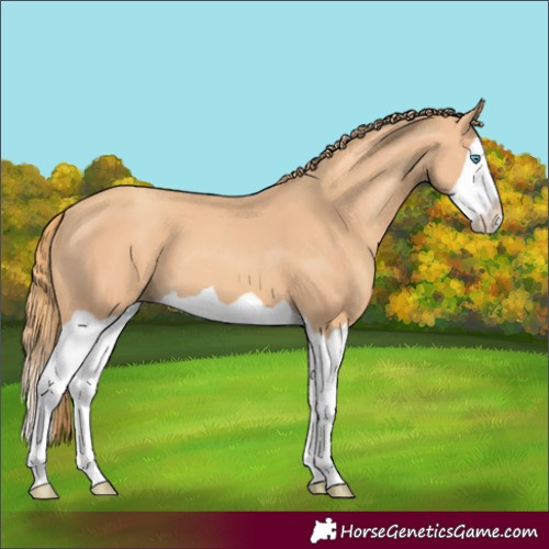 Horse Color:Gold Champagne Splash
