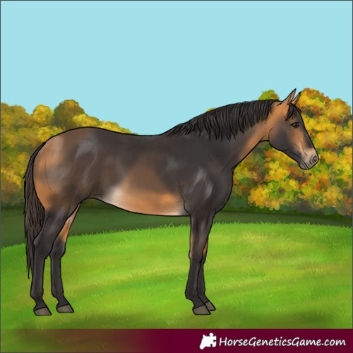 Horse Color:Buckskin