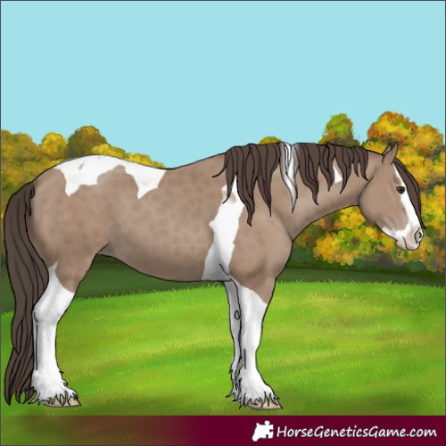 Horse Color:Classic Champagne Splash Tobiano