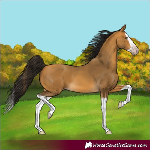 Horse Color:Unknown 