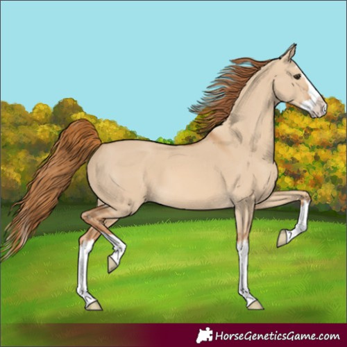 Horse Color:Unknown 