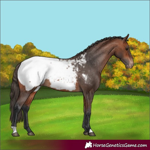 Horse Color:Bay Appaloosa