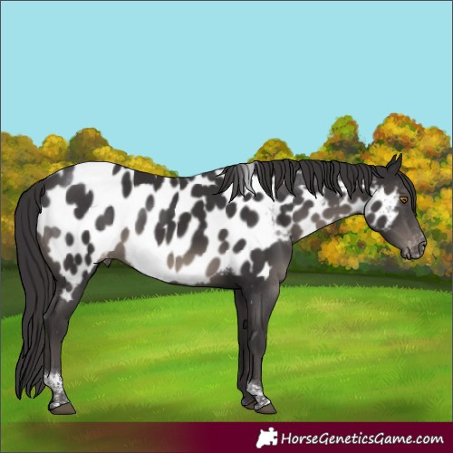 Horse Color:Smoky Black Tobiano Appaloosa Rabicano 