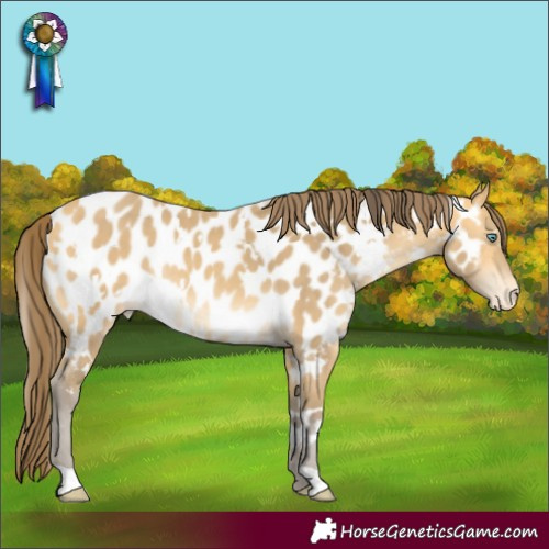 Horse Color:White Spotted Amber Cream Champagne Appaloosa Rabicano
