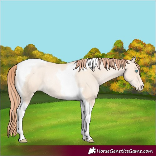 Horse Color:Classic Cream Champagne Pearl Tobiano Appaloosa Rabicano 